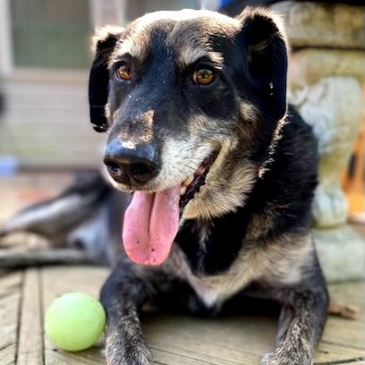 Enlarge Corey, a Adoptable Australian Shepherd in Washington, DC image 3/6