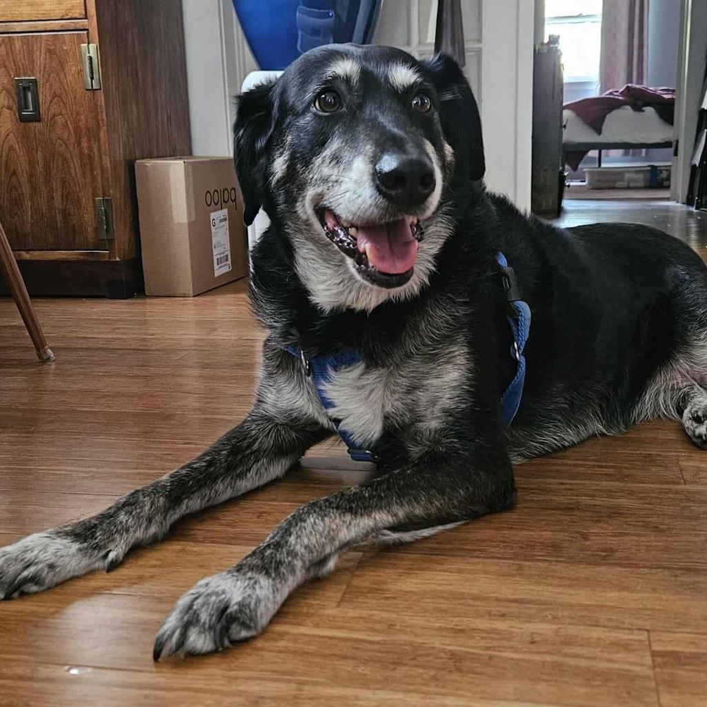 Enlarge Corey, a Adoptable Australian Shepherd in Washington, DC image 4/6