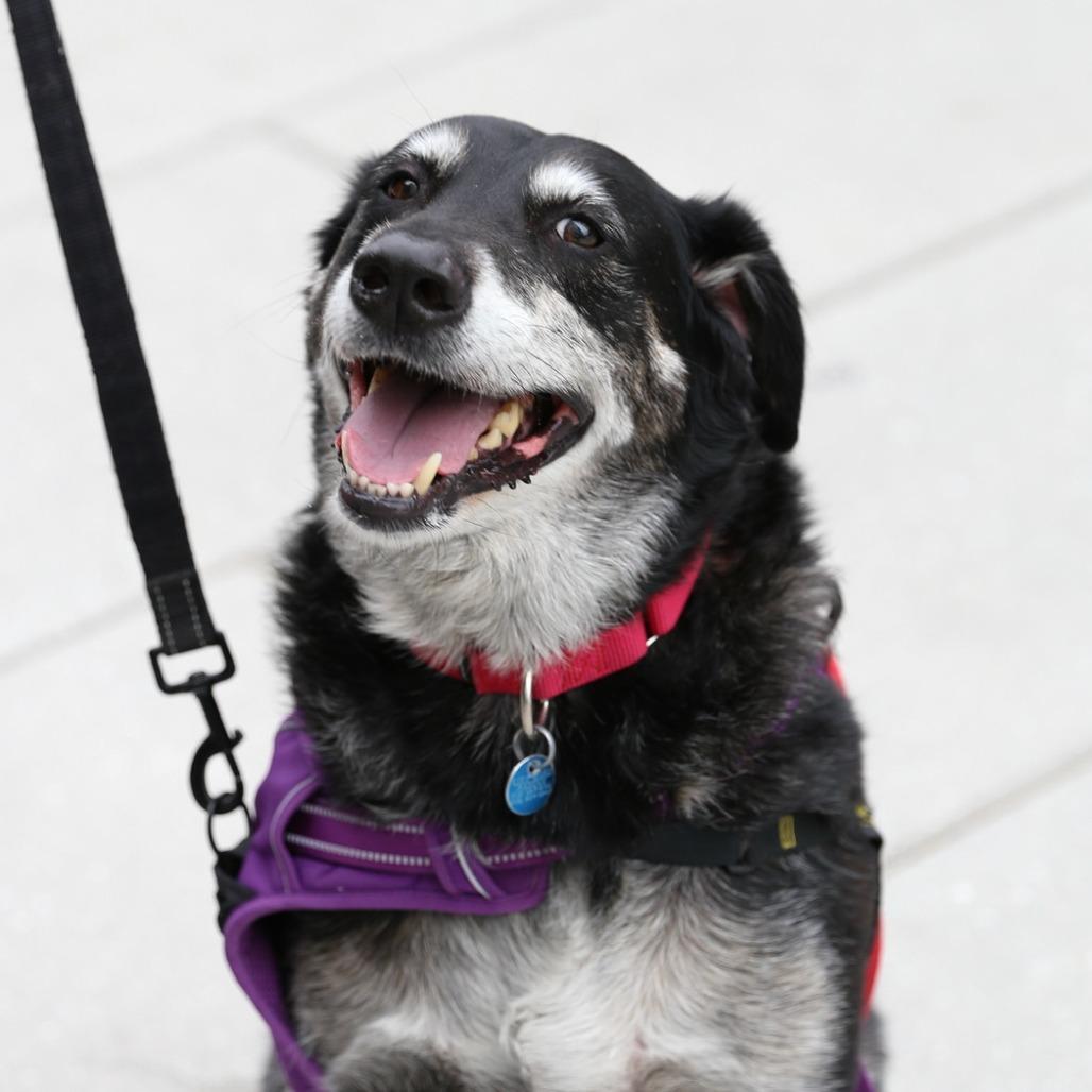 Enlarge Corey, a Adoptable Australian Shepherd in Washington, DC image 5/6