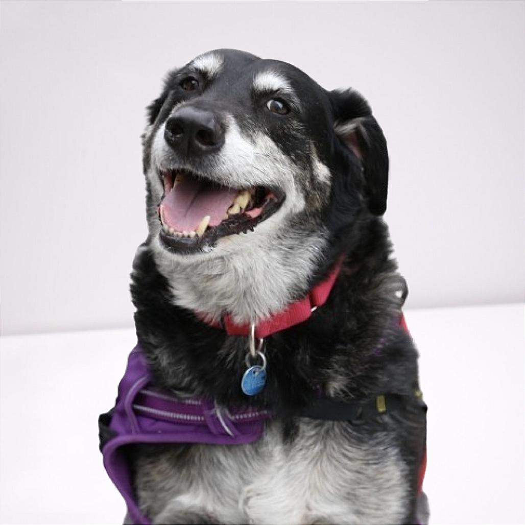 Enlarge Corey, a Adoptable Australian Shepherd in Washington, DC image 5/6