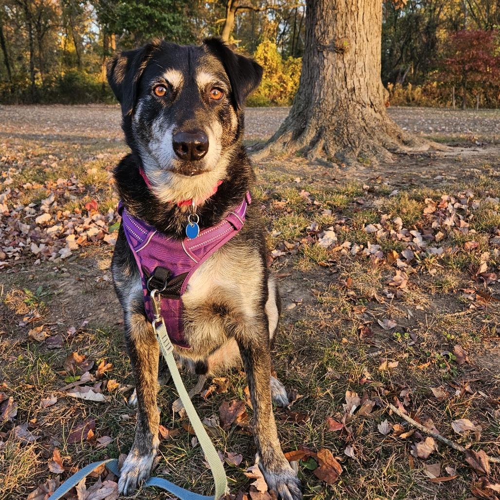 Enlarge Corey, a Adoptable Australian Shepherd in Washington, DC image 6/6