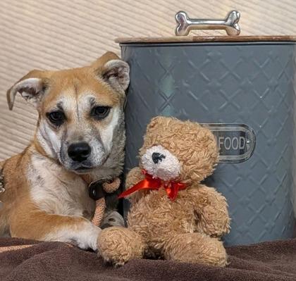 Enlarge Fleur, a Adoptable mixed breed in Houston, TX image 1/1