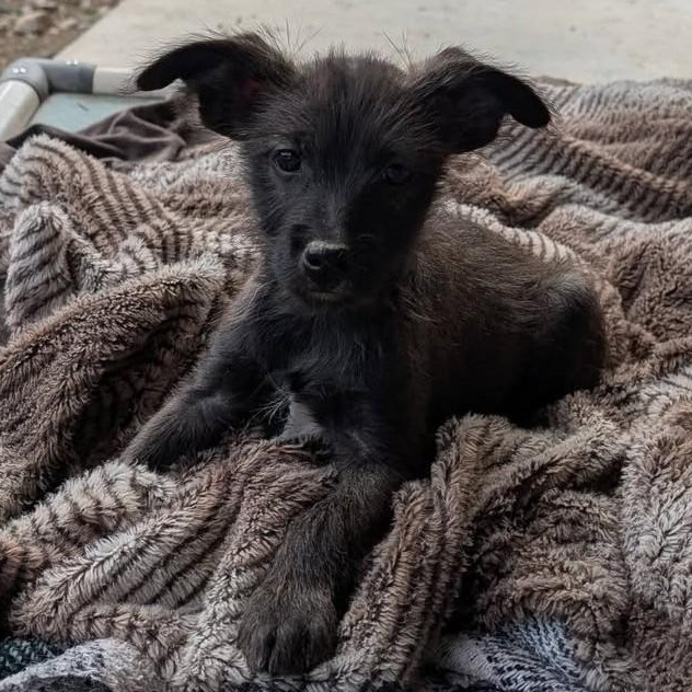Enlarge Ollie, a Adoptable mixed breed in Libby, MT image 3/6