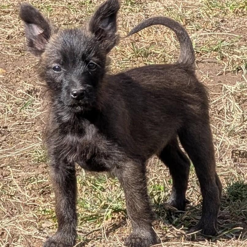 Enlarge Ollie, a Adoptable mixed breed in Libby, MT image 1/6