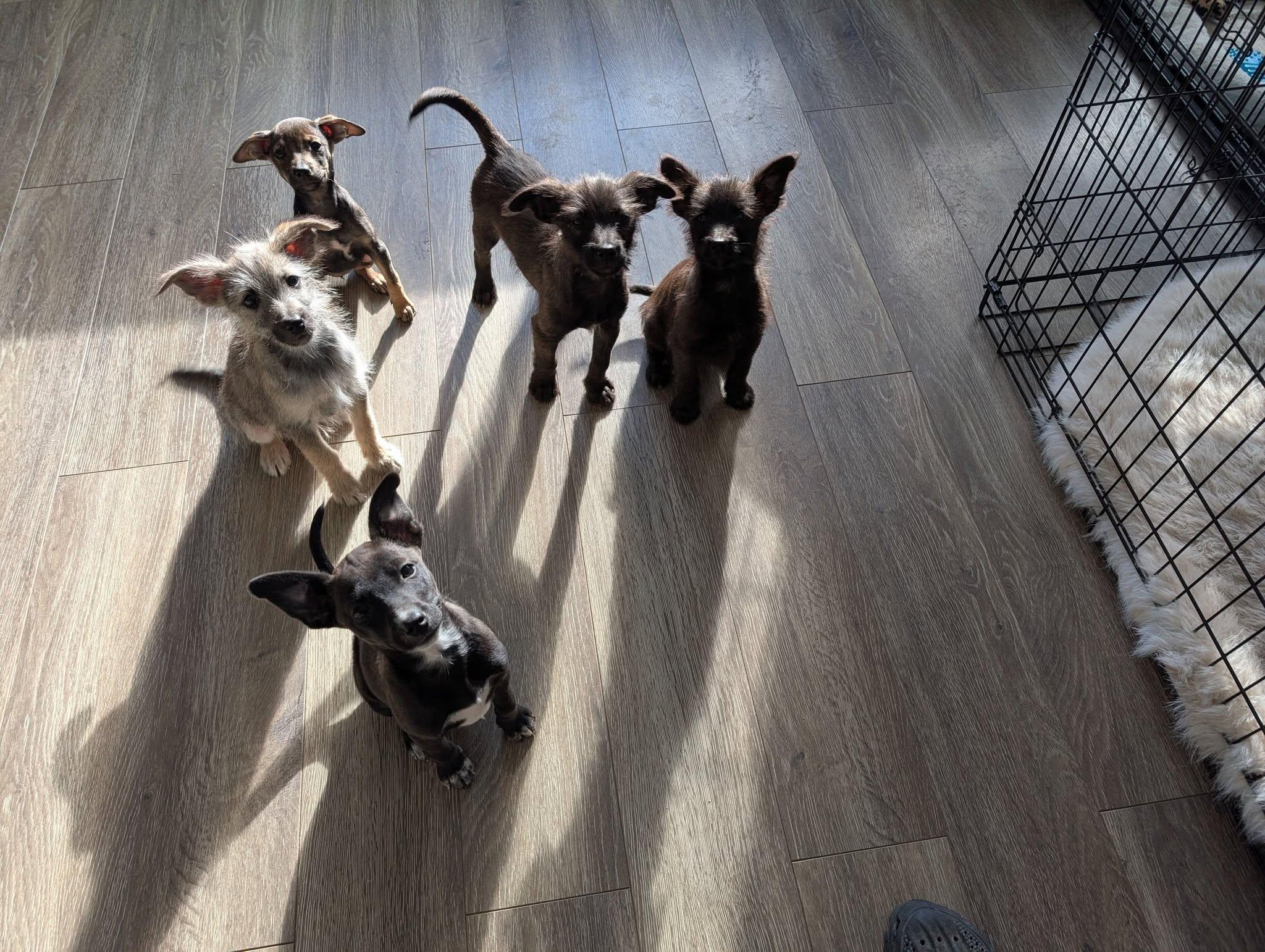 Enlarge Ollie, a Adoptable mixed breed in Libby, MT image 5/6