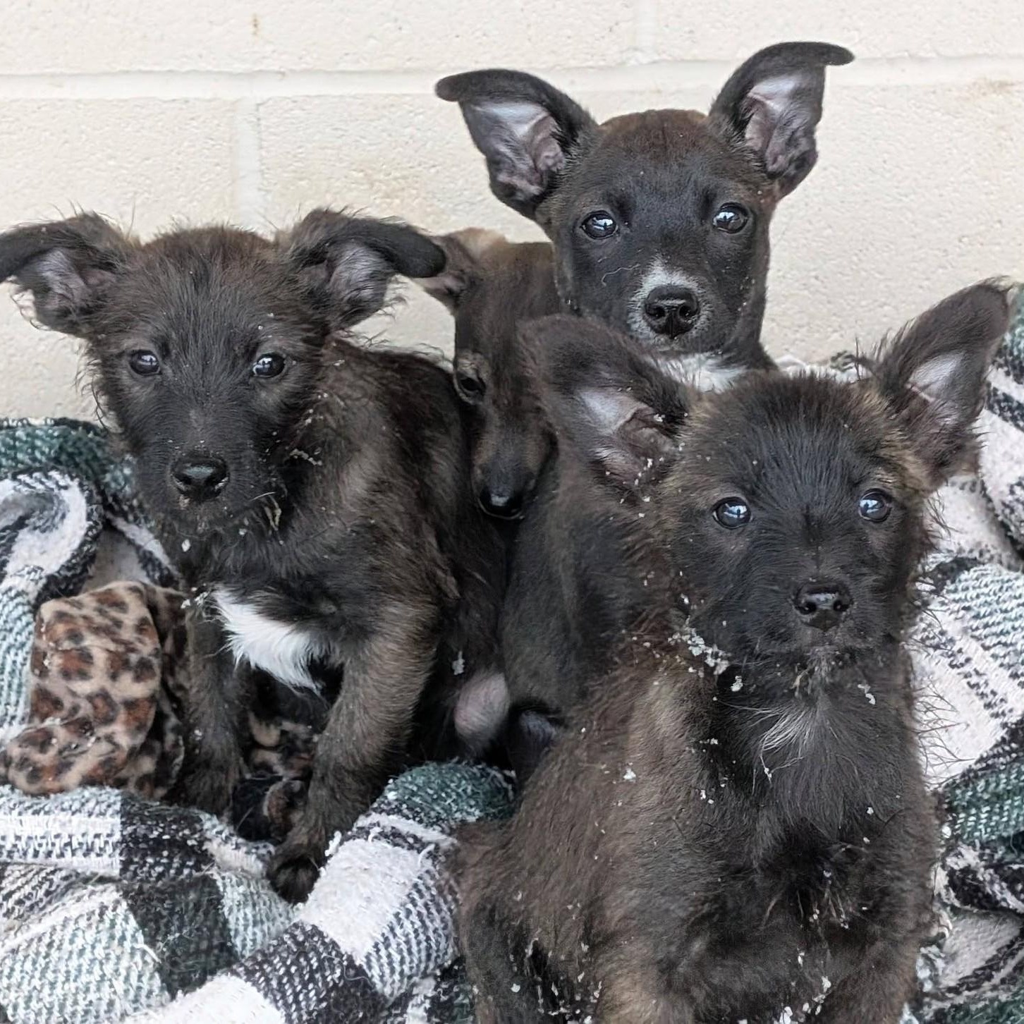 Enlarge Ollie, a Adoptable mixed breed in Libby, MT image 2/6