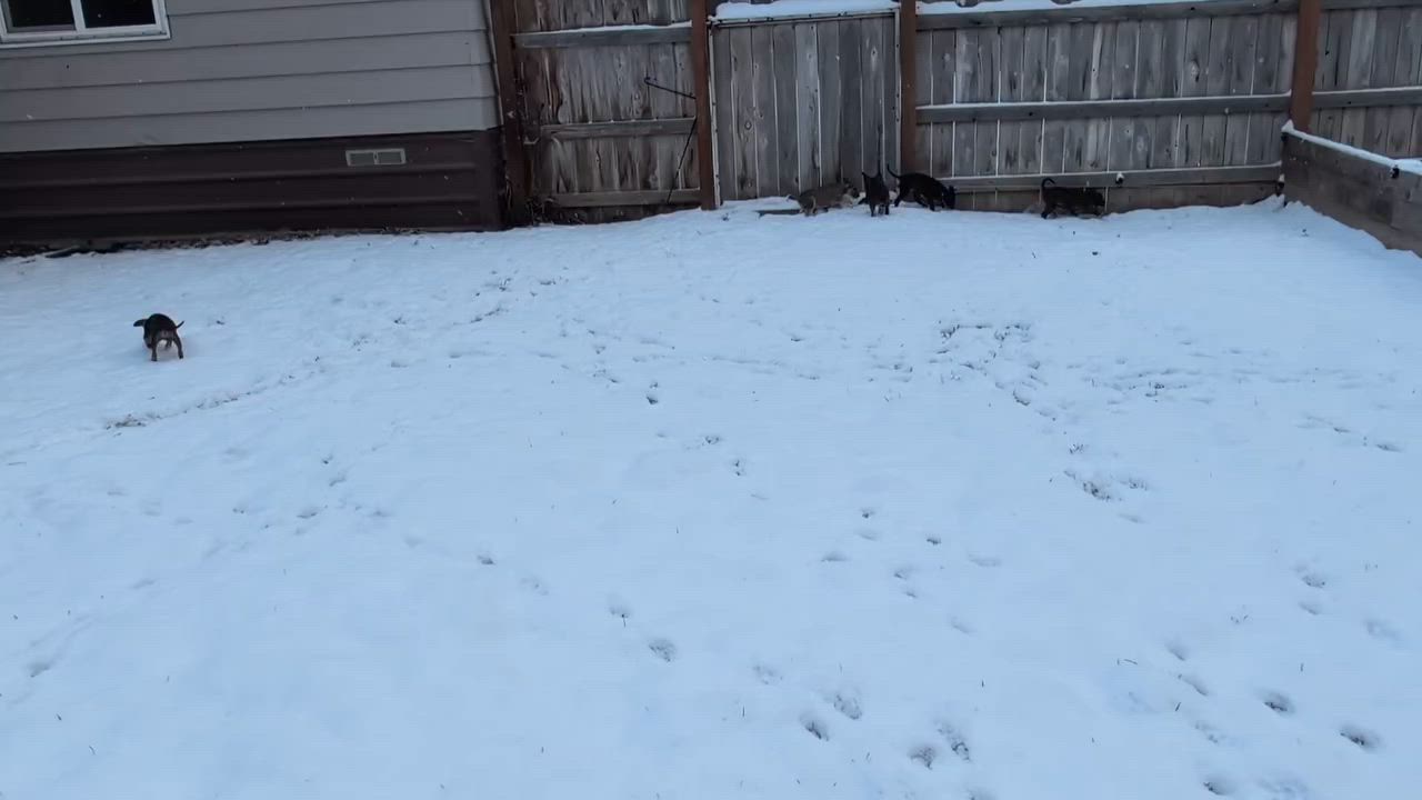 Enlarge Ollie, a Adoptable mixed breed in Libby, MT video 4/6