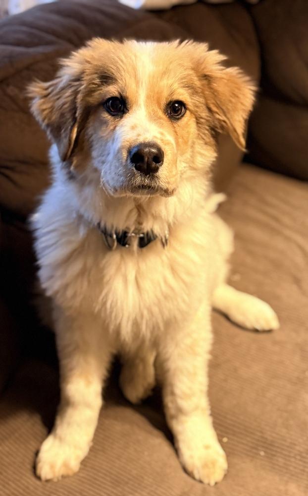 Shane, Adoptable, Puppy Male Great Pyrenees & Australian Shepherd.