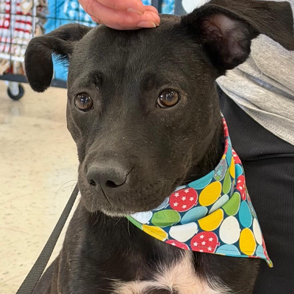 Amie, Adoptable, Young Female Miniature Pinscher.