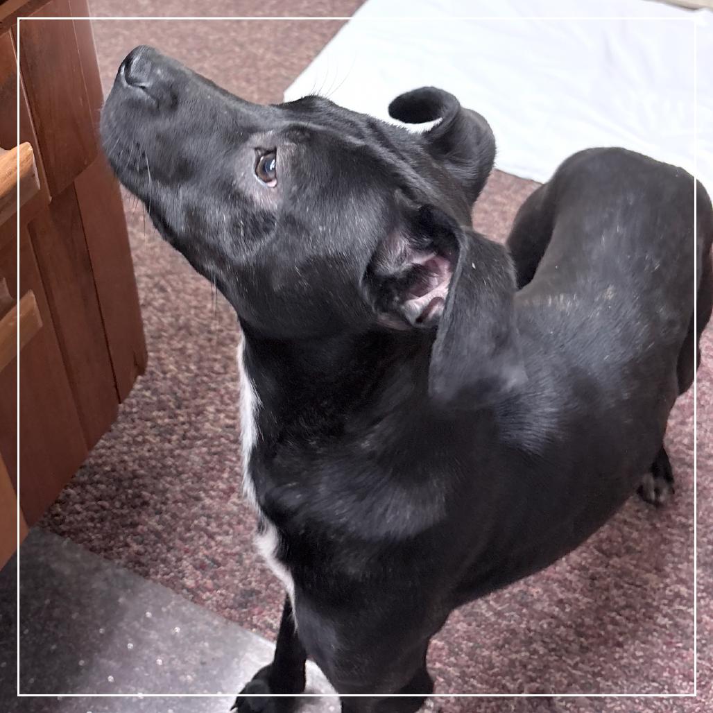 Enlarge Amie, a Adoptable Miniature Pinscher in Little Rock, AR image 2/6