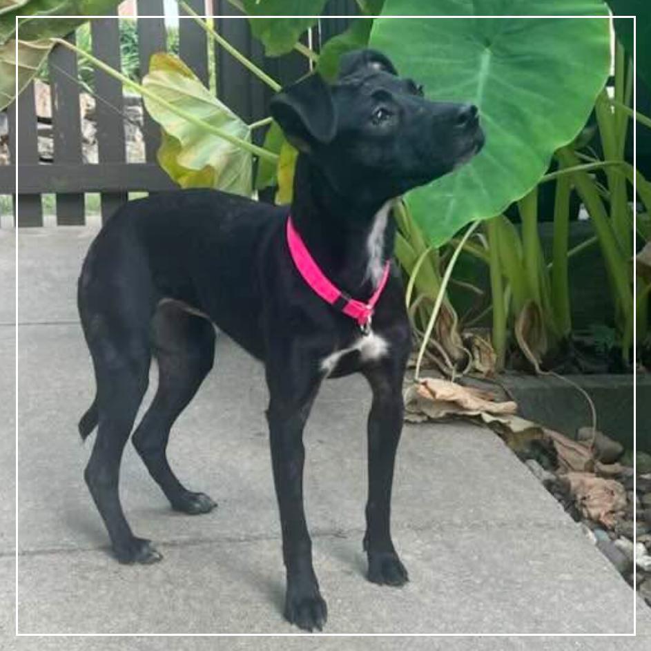 Enlarge Amie, a Adoptable Miniature Pinscher in Little Rock, AR image 3/6