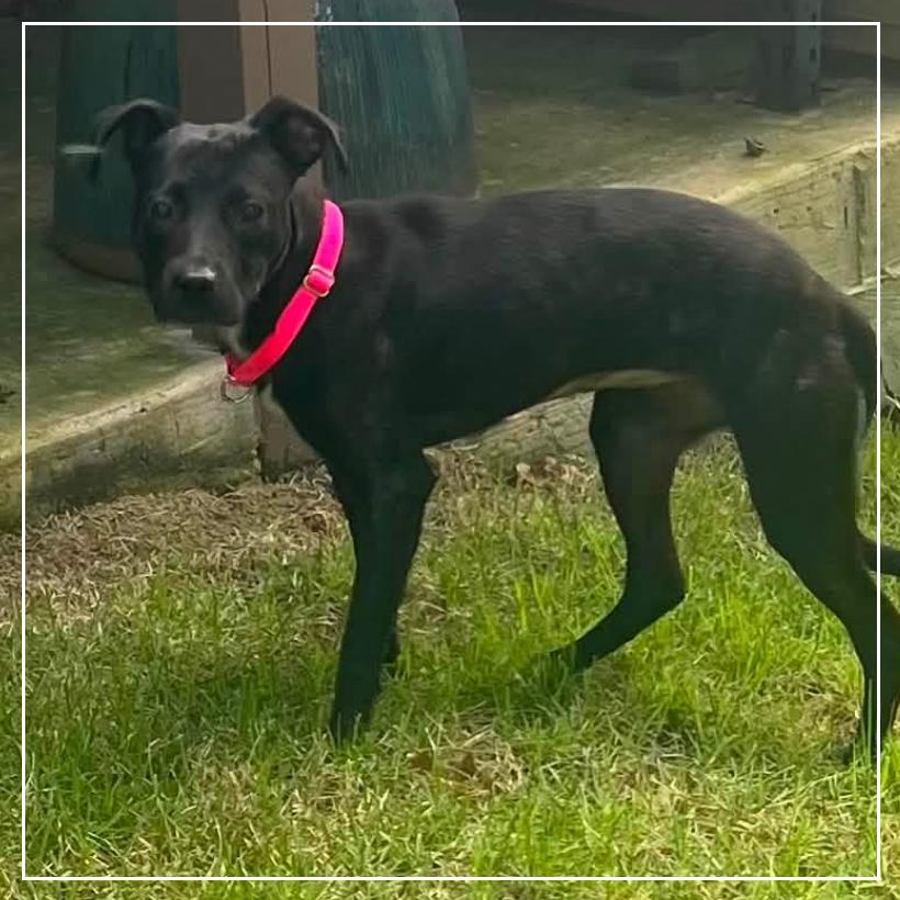Enlarge Amie, a Adoptable Miniature Pinscher in Little Rock, AR image 4/6