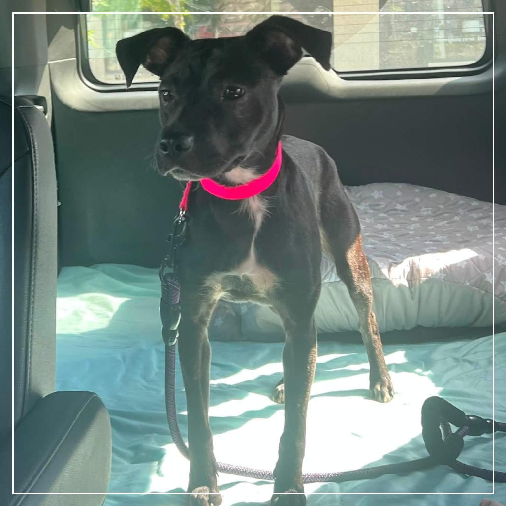 Enlarge Amie, a Adoptable Miniature Pinscher in Little Rock, AR image 5/6