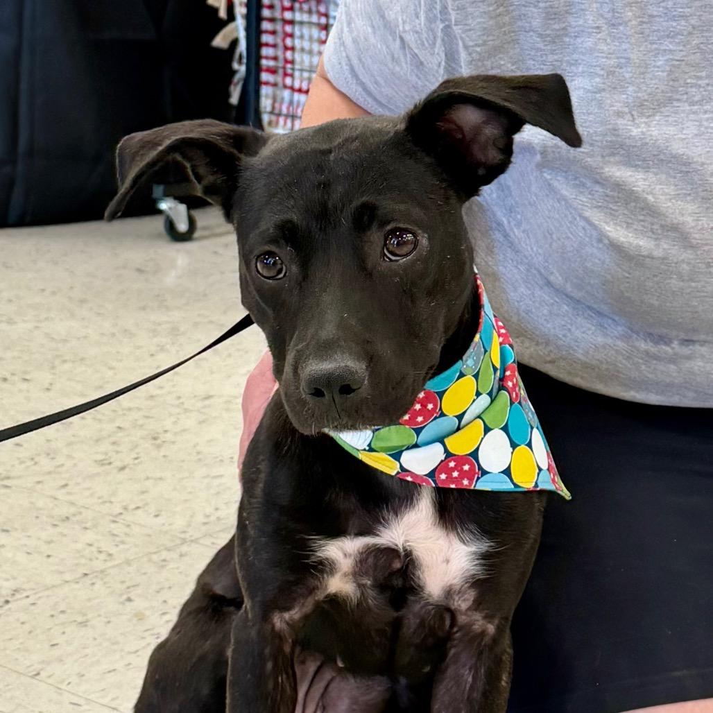 Enlarge Amie, a Adoptable Miniature Pinscher in Little Rock, AR image 6/6