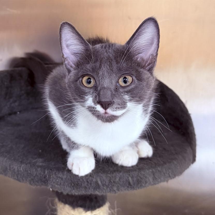 Priscilla and Suzette, a ADOPTABLE Domestic Short Hair in Stamford, CT image 5/5