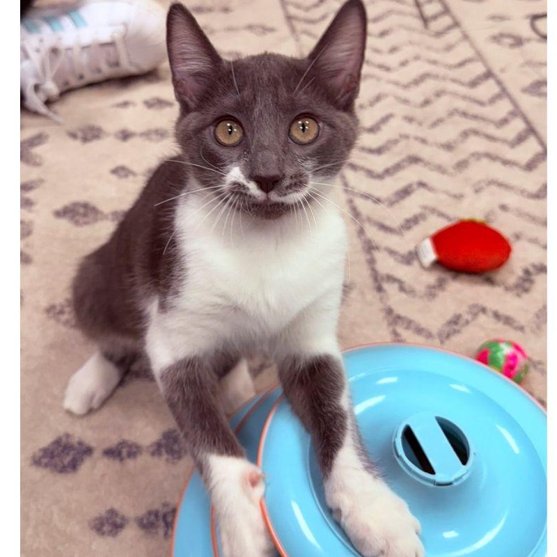 Priscilla and Suzette, a ADOPTABLE Domestic Short Hair in Stamford, CT image 4/5