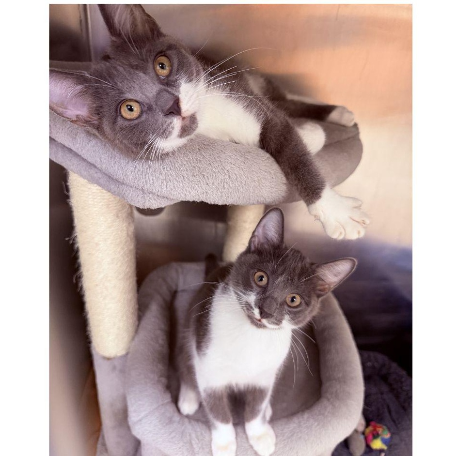 Priscilla and Suzette, ADOPTABLE, Kitten Female Domestic Short Hair.
