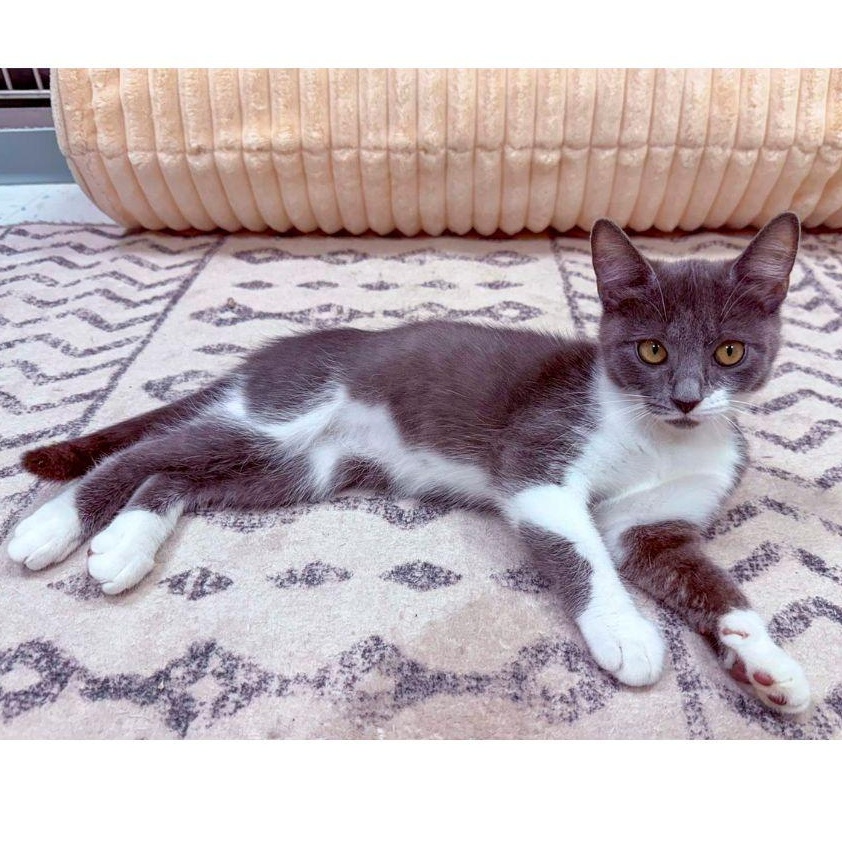Priscilla and Suzette, a ADOPTABLE Domestic Short Hair in Stamford, CT image 2/5