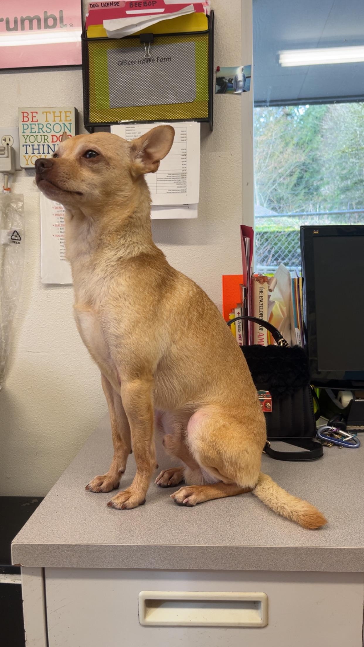 Beebop, an adopted Chihuahua in Shelton, WA image 2/3