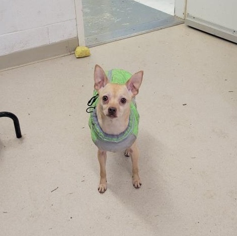 Beebop, adopted, Young Male Chihuahua.