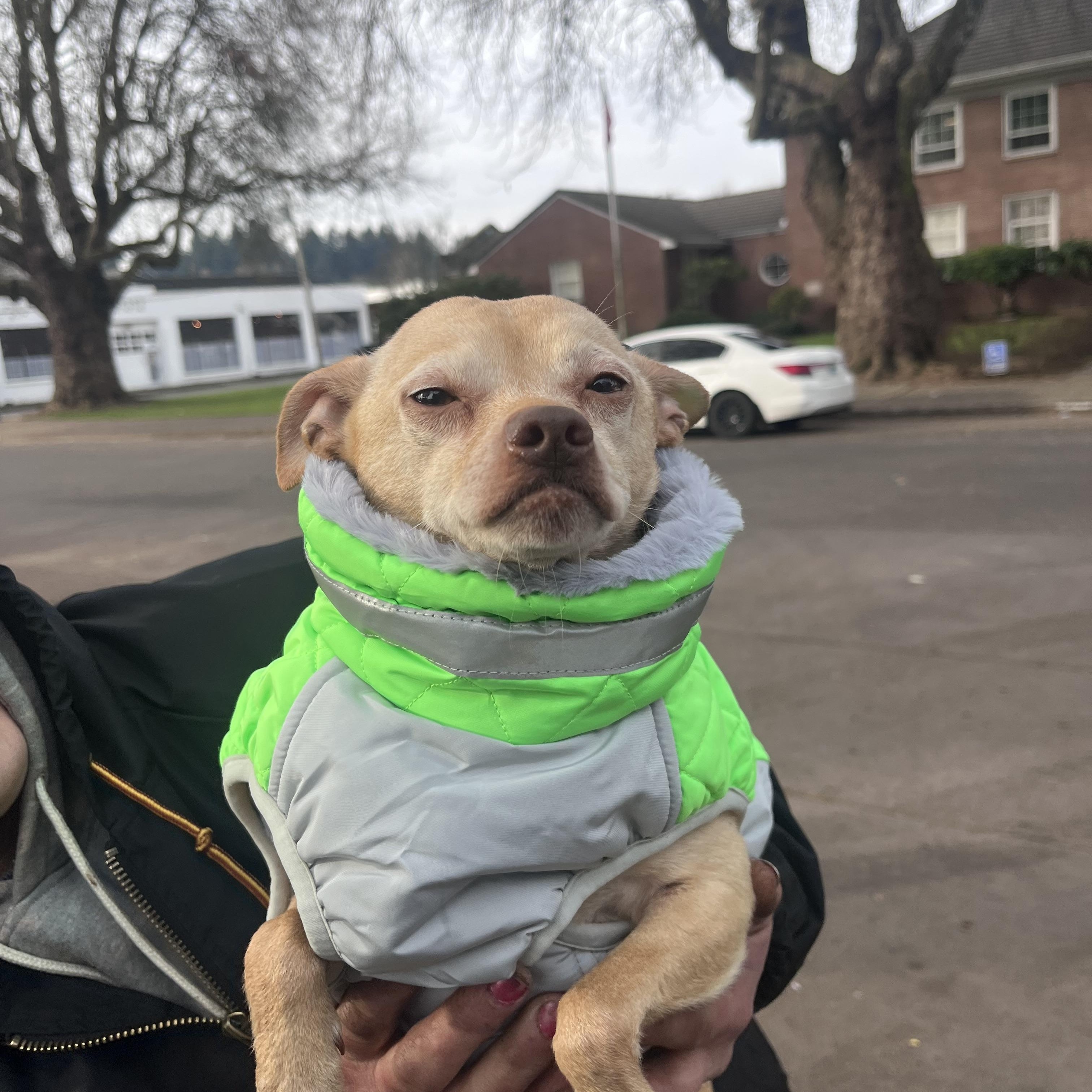 Beebop, an adopted Chihuahua in Shelton, WA image 3/3