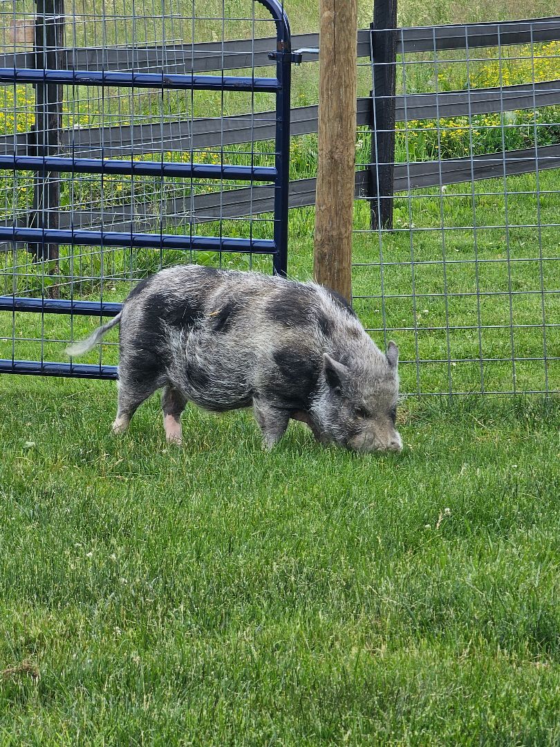 Scout, a Adoptable Pig in Chrisney, IN image 1/5