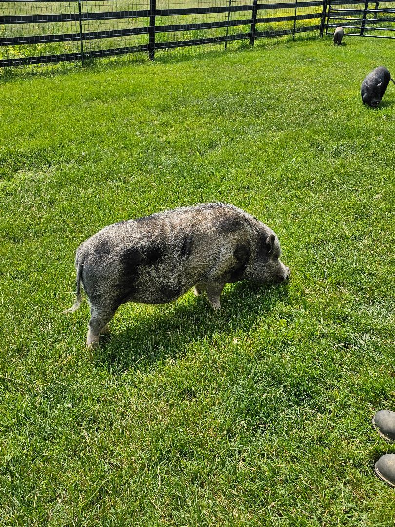 Scout, a Adoptable Pig in Chrisney, IN image 2/5