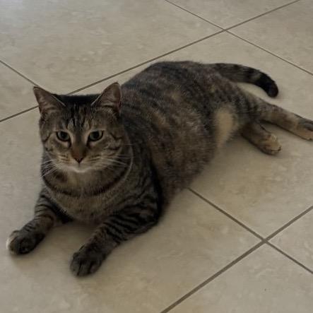 Enlarge Roxy, a Adoptable Domestic Short Hair in Fort Lauderdale, FL image 2/2
