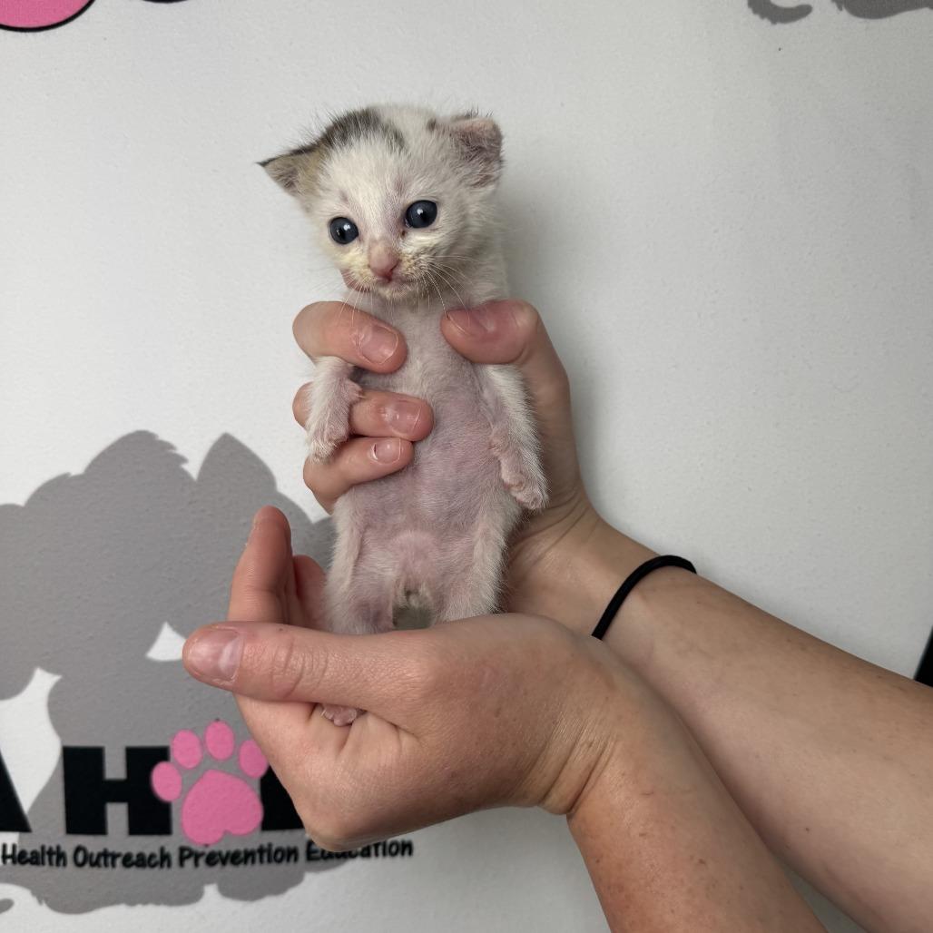 Parcel, Adoptable, Kitten Male Domestic Short Hair & Domestic Short Hair.