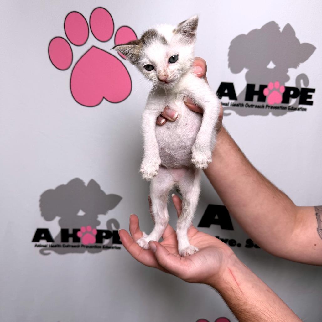 Enlarge Parcel, a Adoptable mixed breed in Milton, FL image 3/6