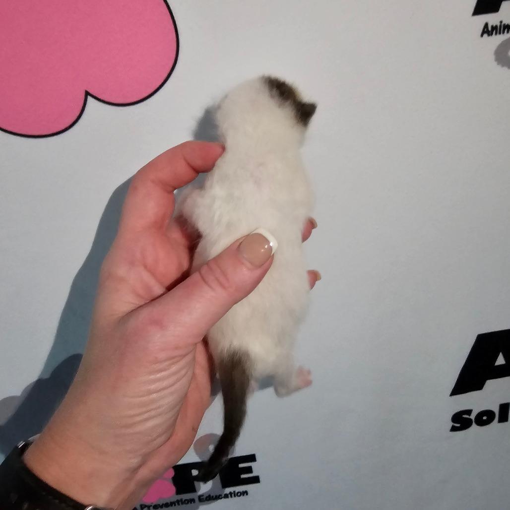 Enlarge Parcel, a Adoptable mixed breed in Milton, FL image 2/2