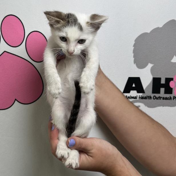 Parcel, a Adoptable mixed breed in Milton, FL image 5/6