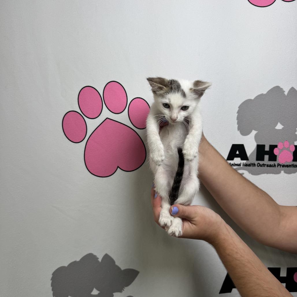 Parcel, a Adoptable mixed breed in Milton, FL image 5/6