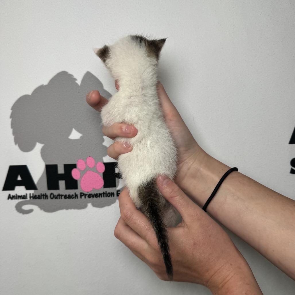 Enlarge Parcel, a Adoptable mixed breed in Milton, FL image 6/6