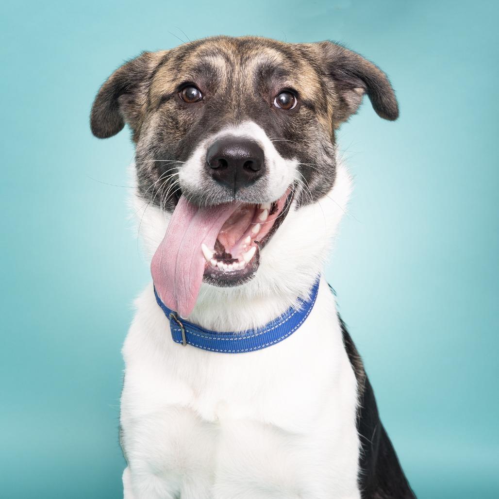 Kevin, Adoptable, Young Male Mixed Breed.