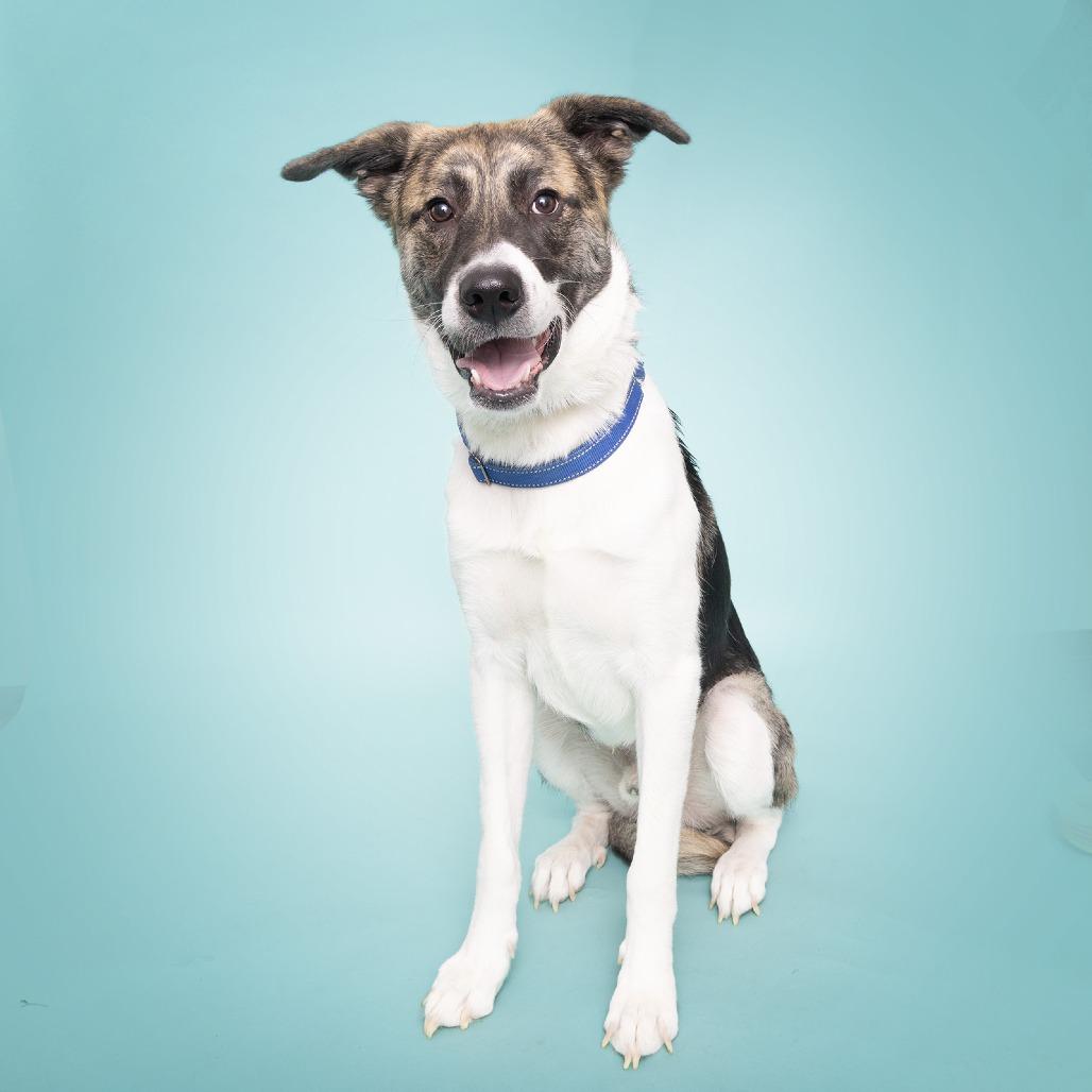 Kevin, a Adoptable Mixed Breed in Franklin, TN image 2/2