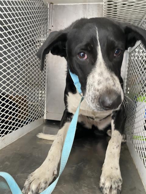 Cecilia -- LONGTIME RESIDENT!, an adoptable McNab in Thousand Oaks, CA, 91360 | Photo Image 1