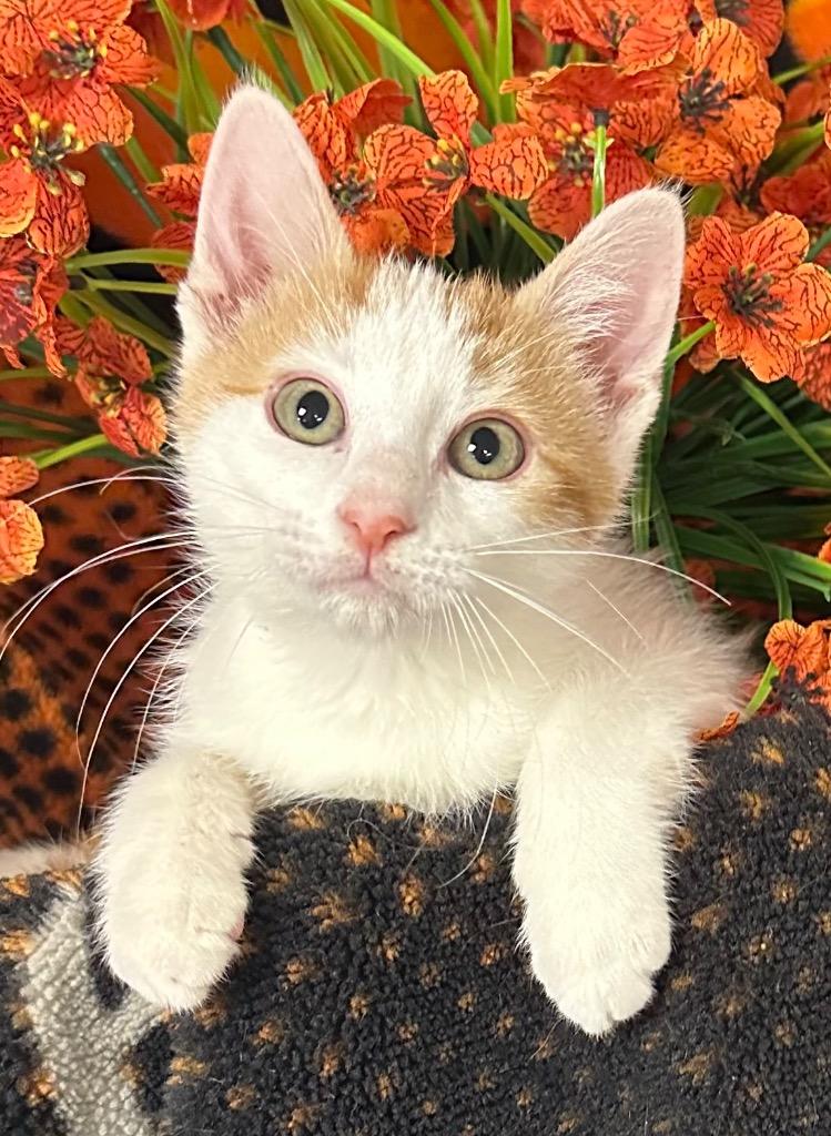 Enlarge 6/30/26 July, a Adoptable mixed breed in Stillwater, OK image 1/1