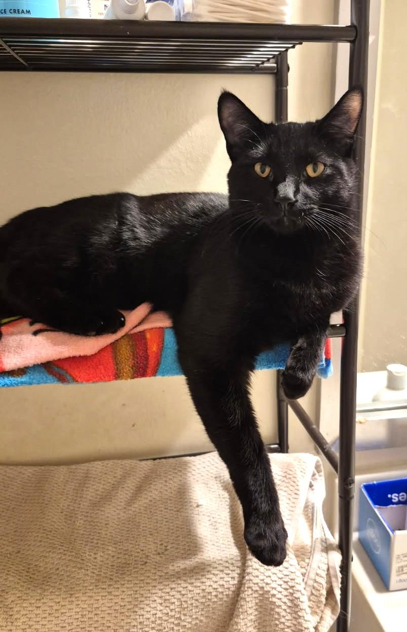 Enlarge Jimi (SUPER AFFECTIONATE), a ADOPTABLE mixed breed in Ypsilanti, MI image 3/6