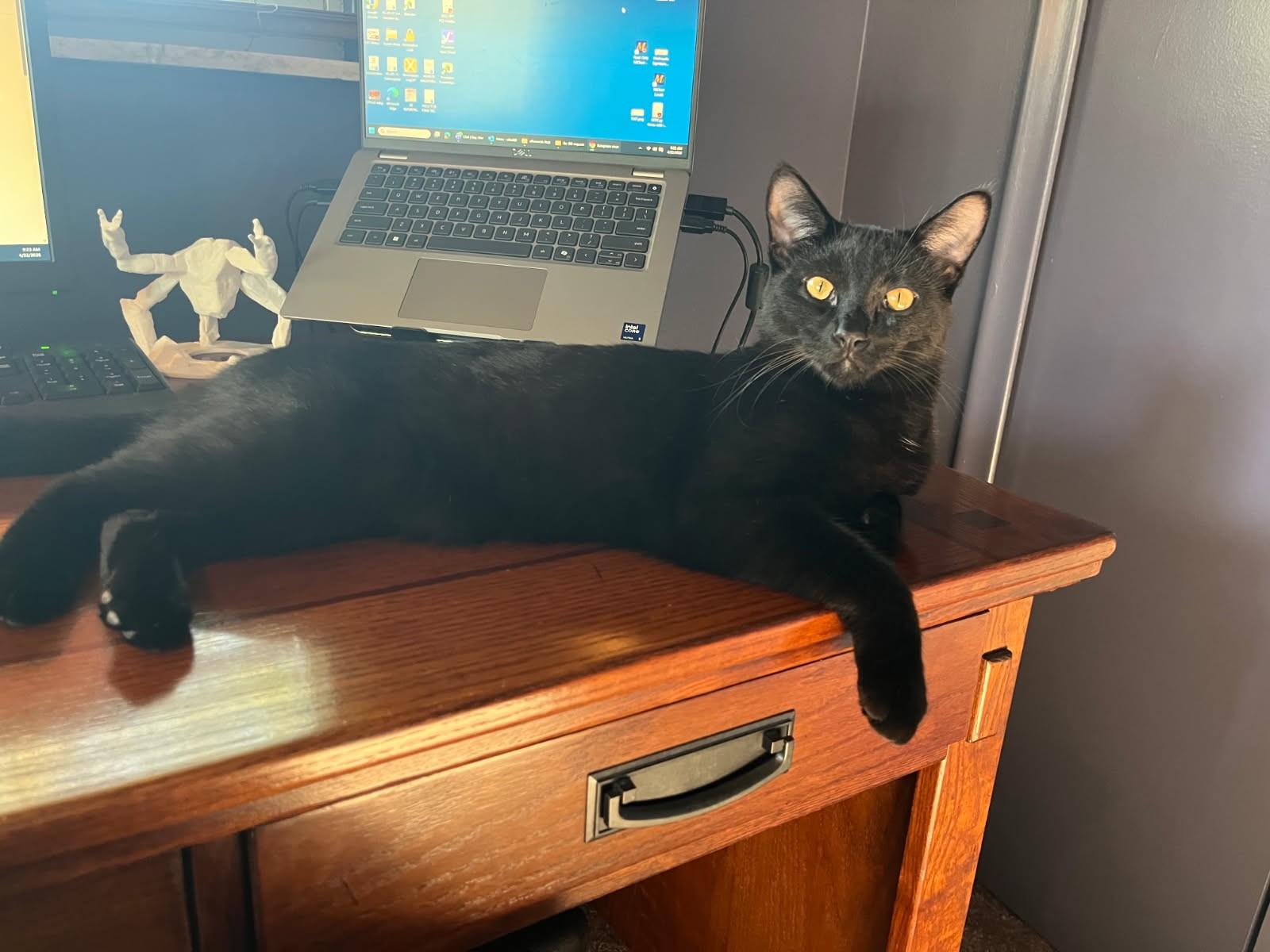 Enlarge Jimi (SUPER AFFECTIONATE), a ADOPTABLE mixed breed in Ypsilanti, MI image 4/6