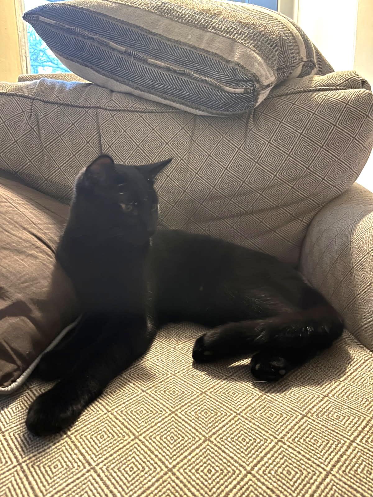 Enlarge Jimi (SUPER AFFECTIONATE), a ADOPTABLE mixed breed in Ypsilanti, MI image 2/6