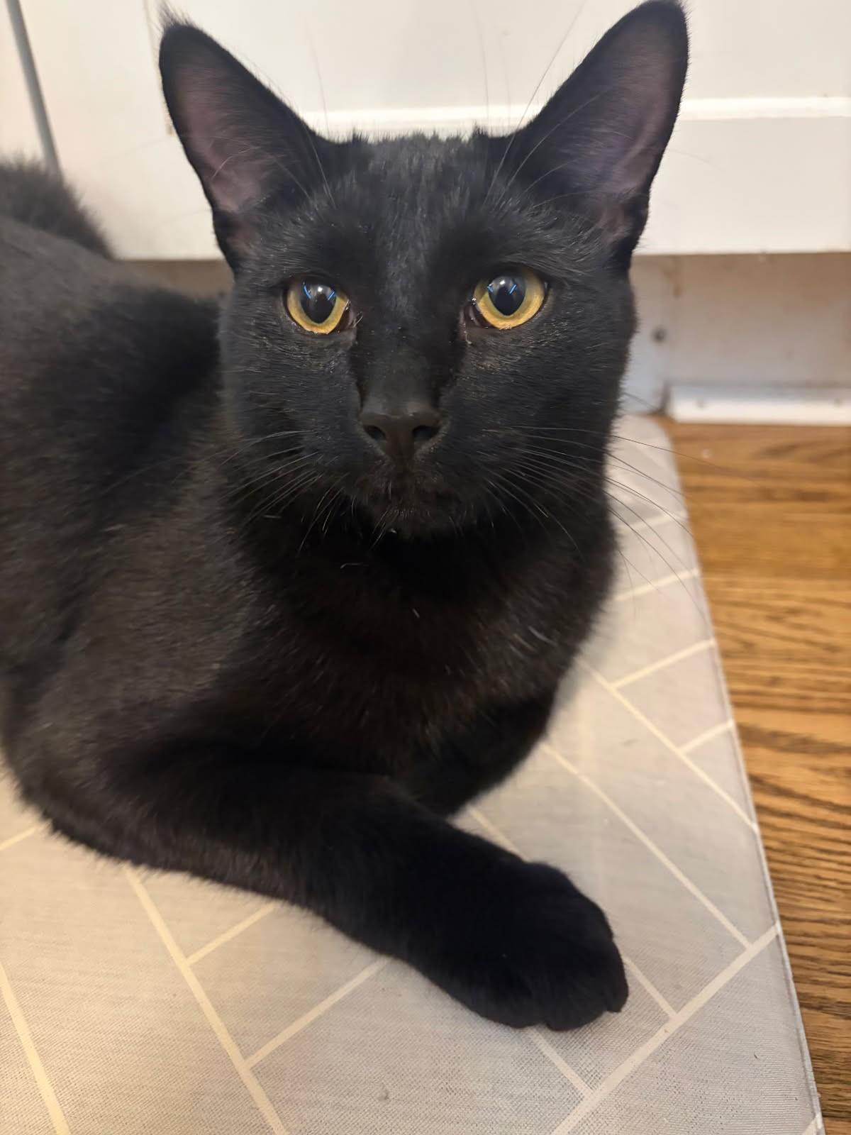 Jimi (SUPER AFFECTIONATE), ADOPTABLE, Young Male Domestic Short Hair.