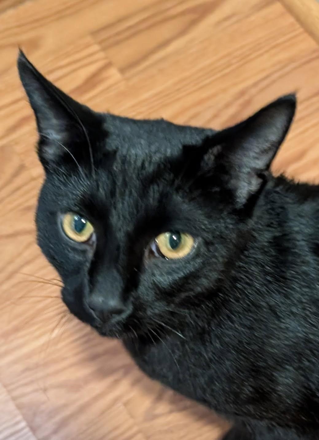 Enlarge Jimi (SUPER AFFECTIONATE), a ADOPTABLE mixed breed in Ypsilanti, MI image 5/6