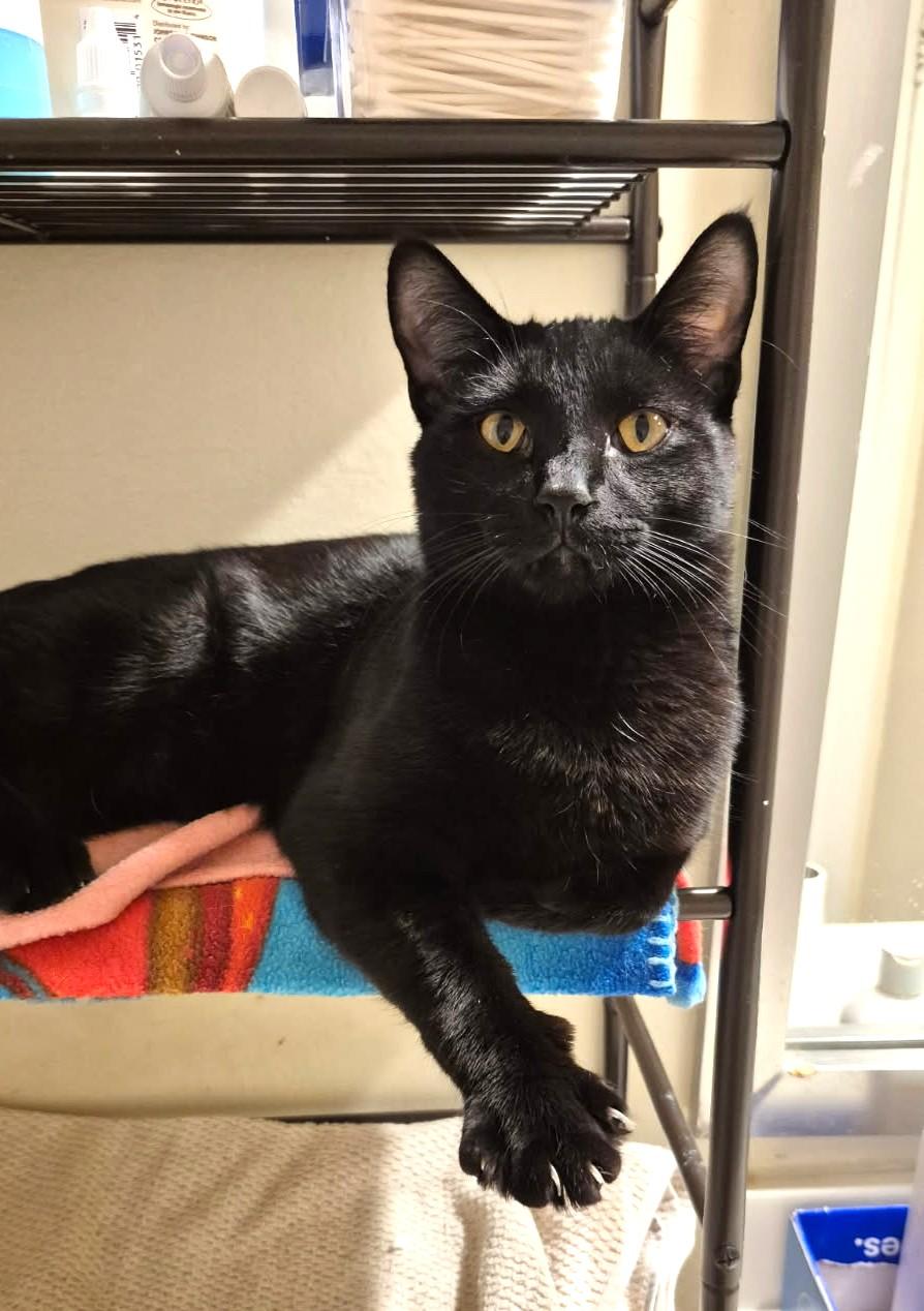 Enlarge Jimi (SUPER AFFECTIONATE), a ADOPTABLE mixed breed in Ypsilanti, MI image 6/6