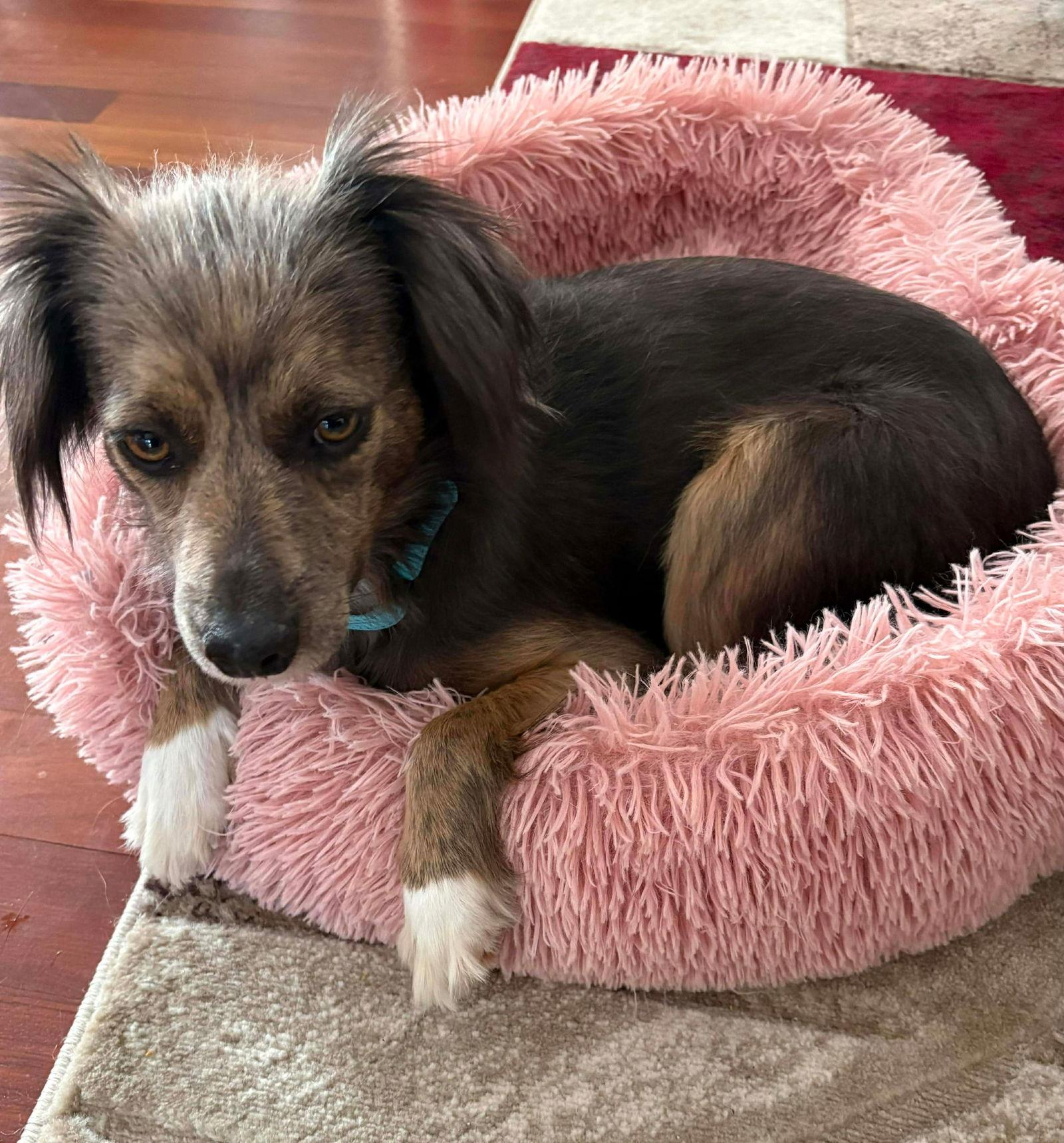 Enlarge Serene, a Adoptable mixed breed in Elgin, IL image 1/3