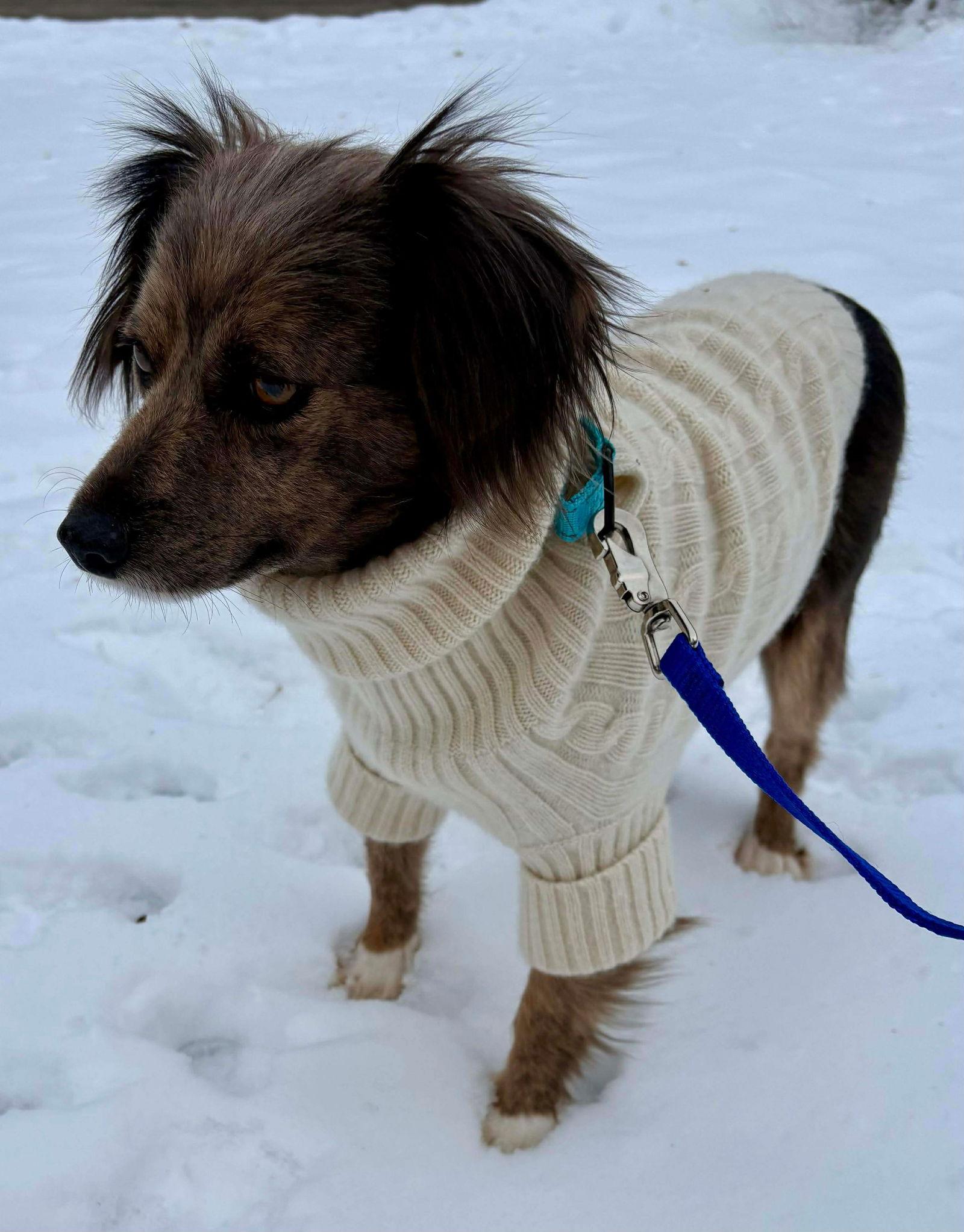 Enlarge Serene, a Adoptable mixed breed in Elgin, IL image 2/3