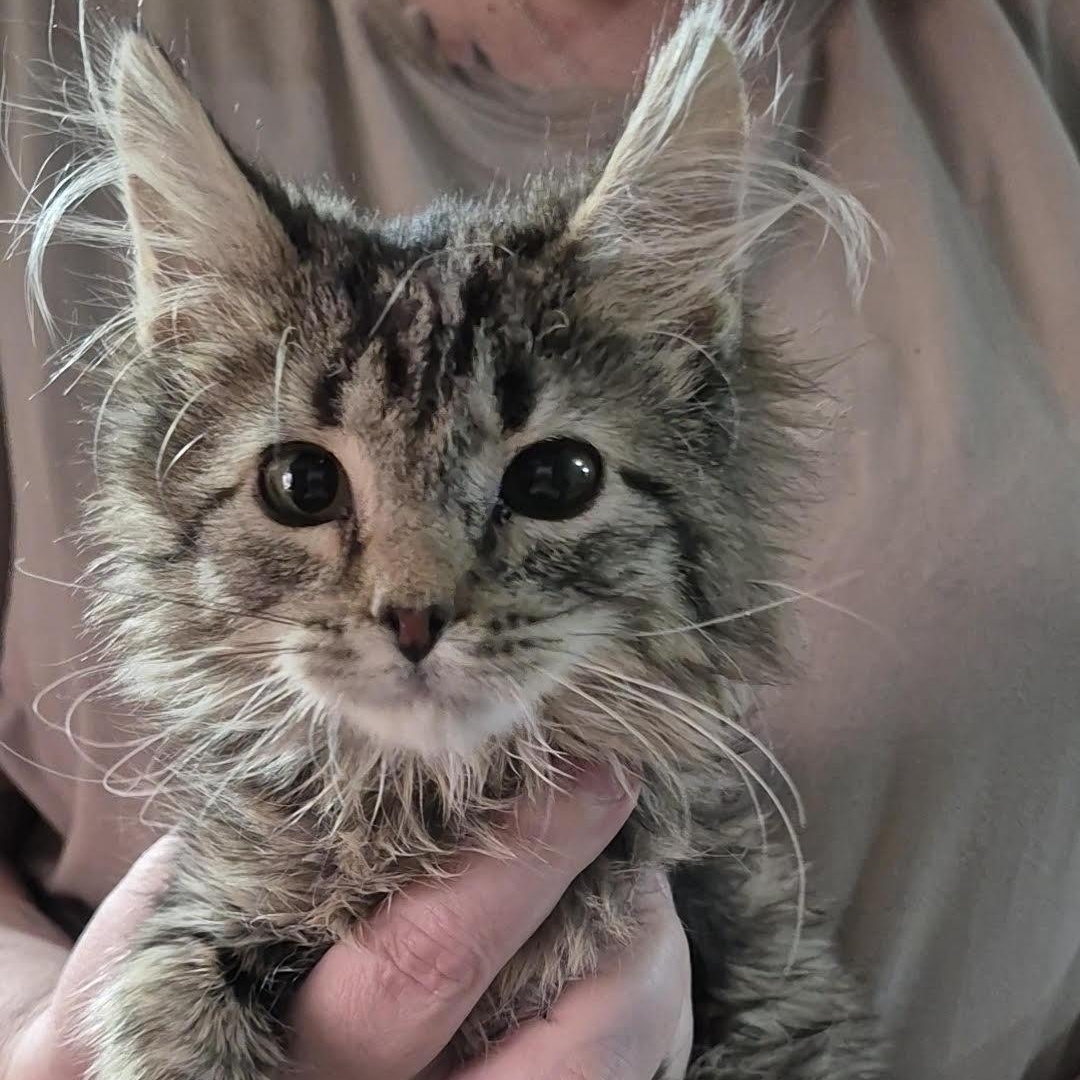 Bob Ross, adopted, Kitten Male Domestic Long Hair.