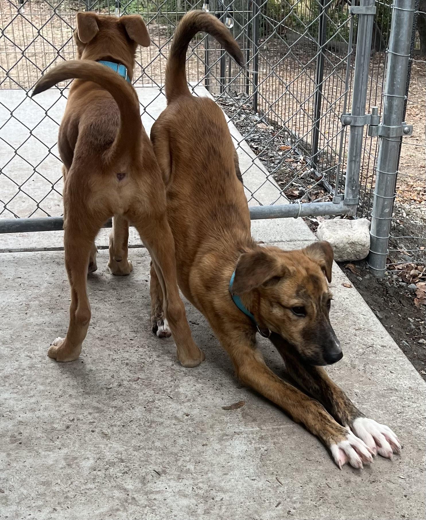 Enlarge Hunter, a Adopted mixed breed in Santa Rosa, CA image 1/3