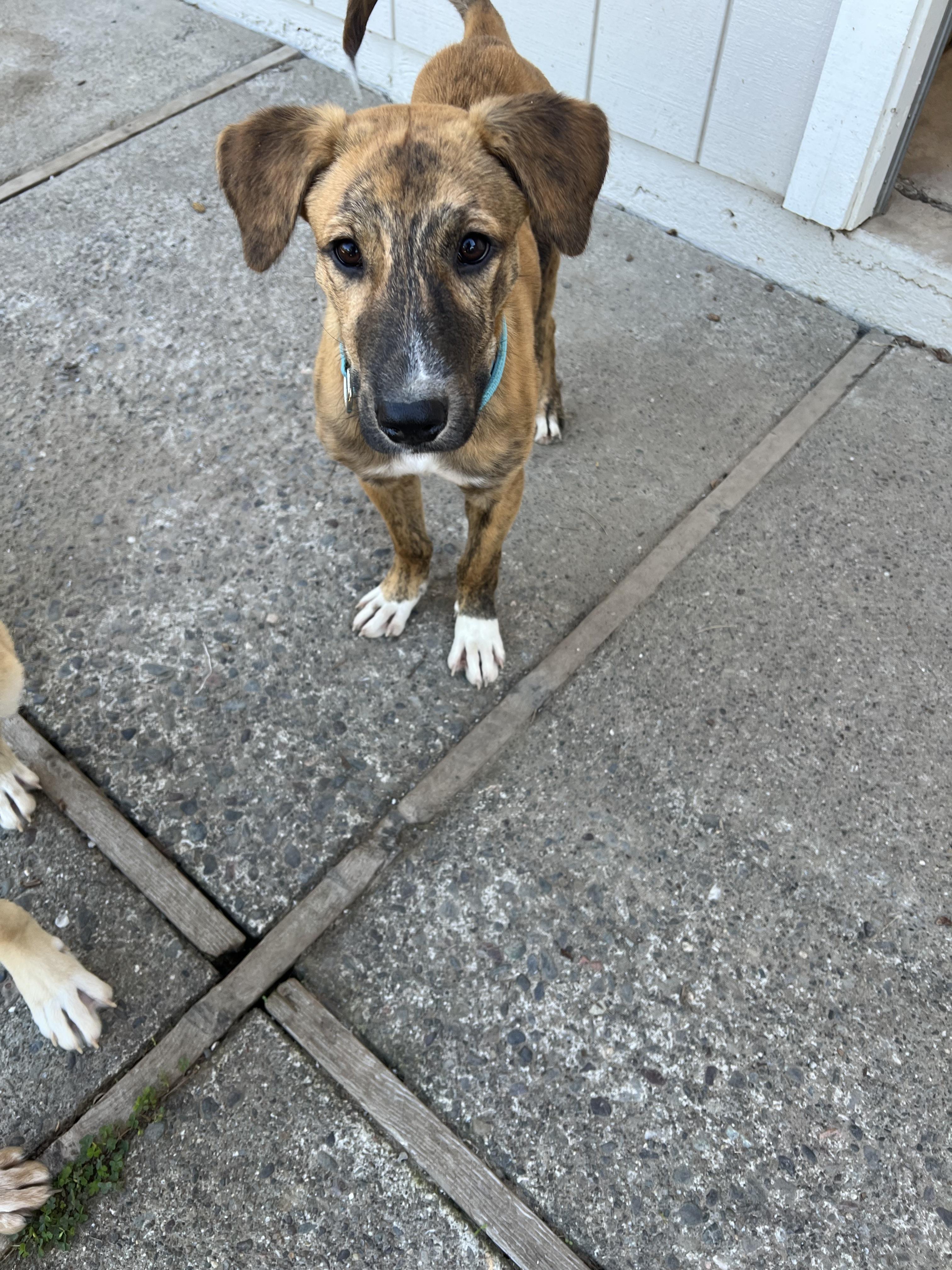 Enlarge Hunter, a Adopted mixed breed in Santa Rosa, CA image 2/3