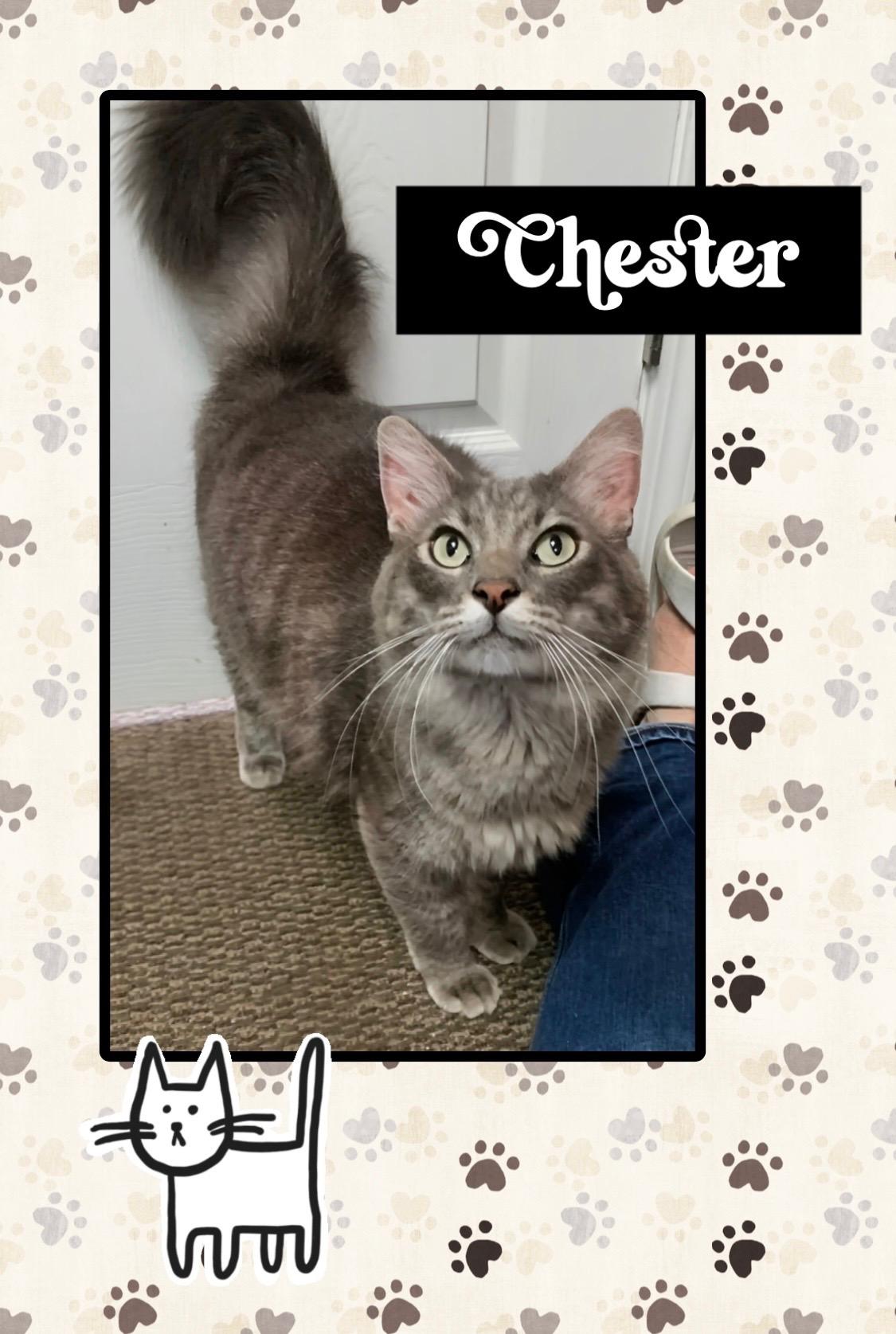 Chester, Adopted, Young Male Domestic Long Hair.